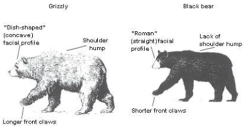 Black Bear Weight Chart