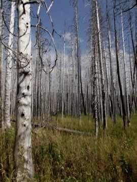 fire damage