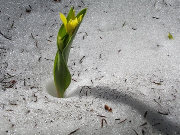 Glacier Lily