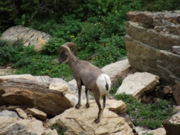 bighorn sheep
