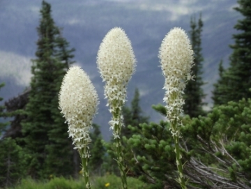 beargrass