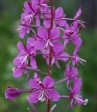 wildflowers