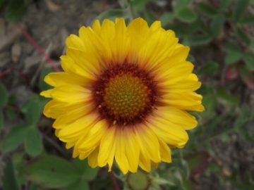 wildflowers