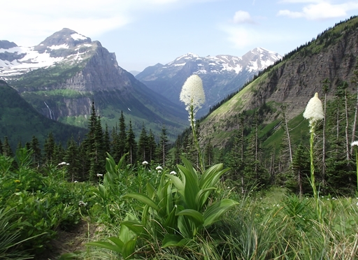 Highline Trail beargrass