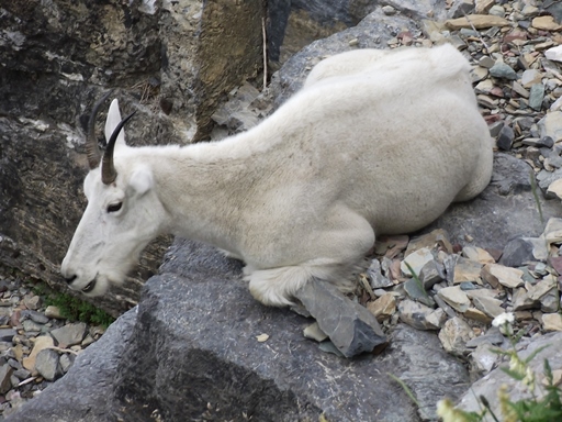 Highline Trail mountain goat
