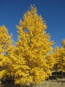 aspens