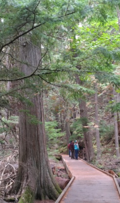 Trail of the Cedars