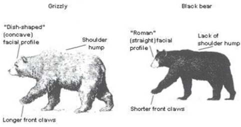 bear chart