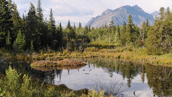 Beaver Pond Loop