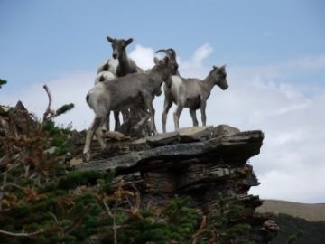 Bighorn sheep