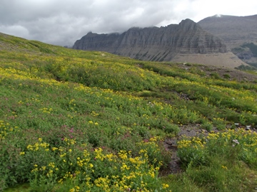 glacier lillies