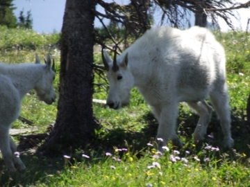 mountain-goats