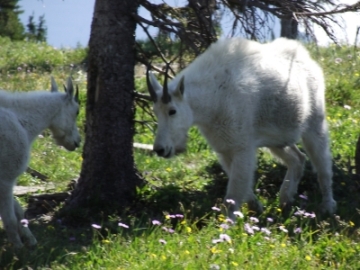 mountain goats