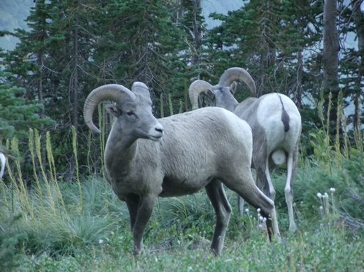 Highline Trail mountain goat