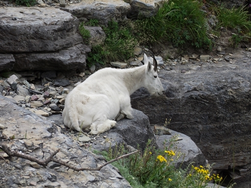 Highline Trail mountain goat