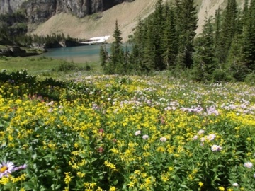 wildflowers