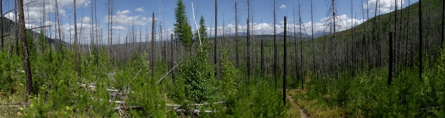 Forest and Fire Trail