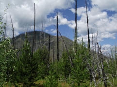 Forest and Fire Nature Trail