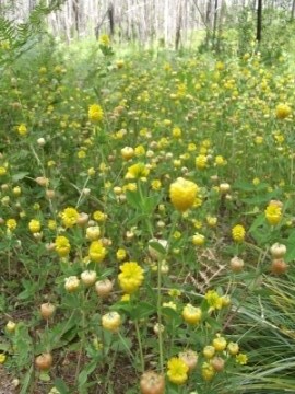 yellow clover