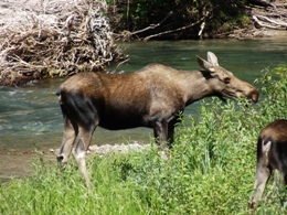 The Best Hikes for Wildlife in Glacier National Park