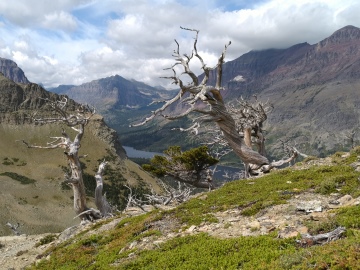 ghost forest