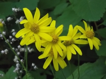 wildflowers