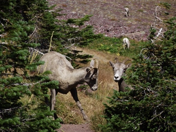 bighorn-sheep-glacier-national-park