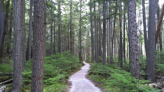 Upper McDonald Creek Trail